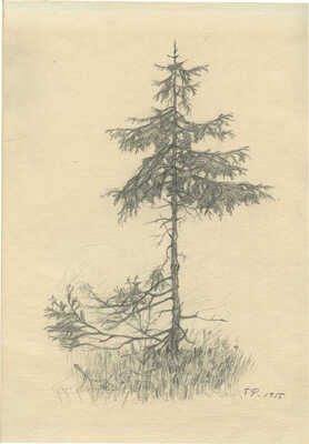 Рыбченков Борис Фёдорович. Ель